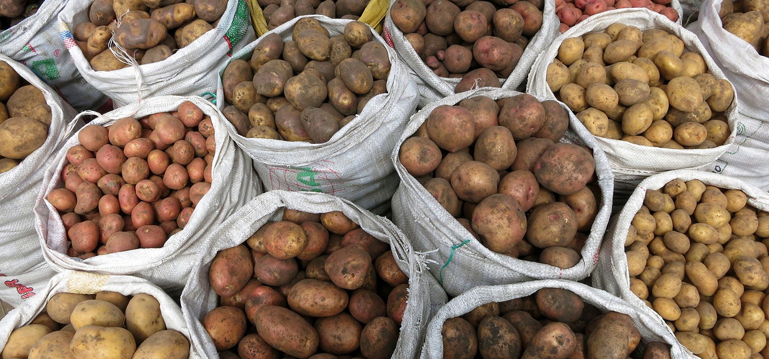 Verschiedene Arten von Kartoffeln