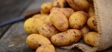 Bratkartoffel Sorte