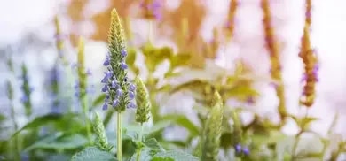 Chia Flower Spike mit violetten Blüten und grünen Blättern