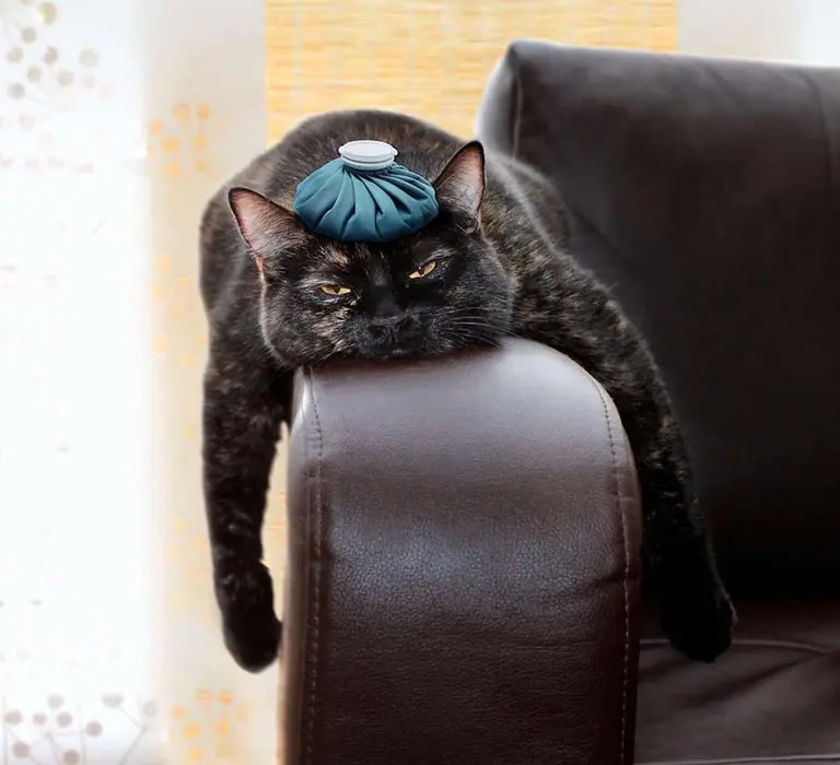 Katze mit Kühlbeutelauf Kopf