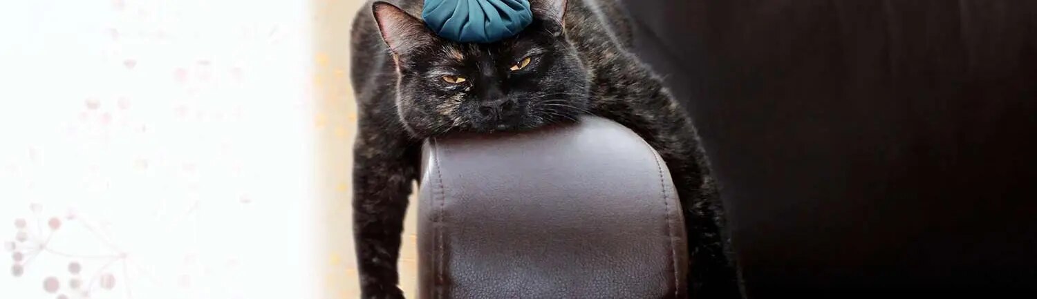 Katze mit Kühlbeutelauf Kopf