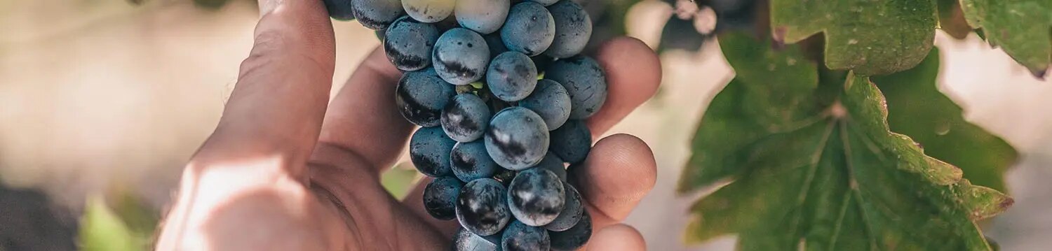 maggi-artikel-deutscher-wein-trifft-moderne-kueche-header