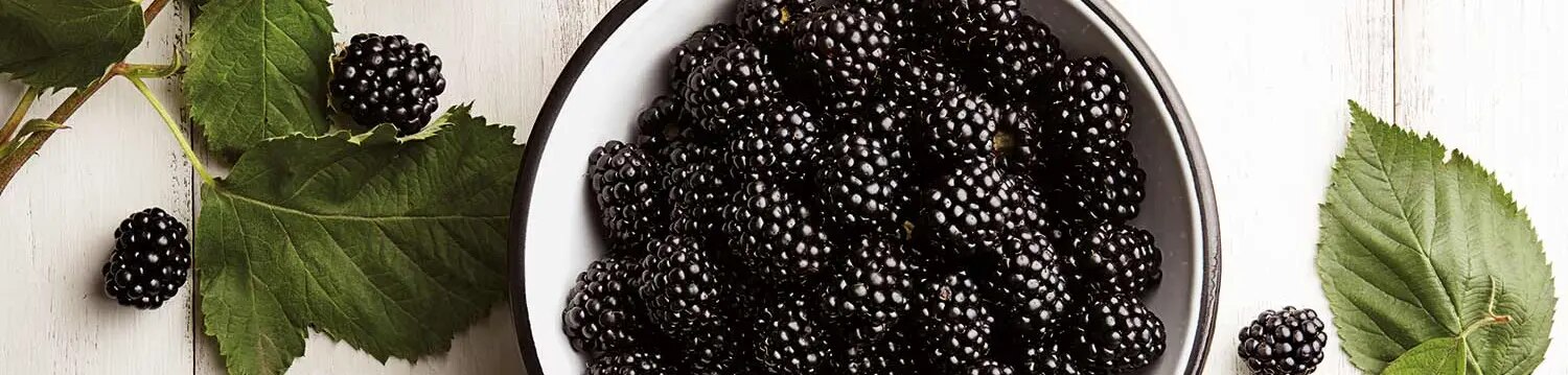 Brombeeren in Schaale