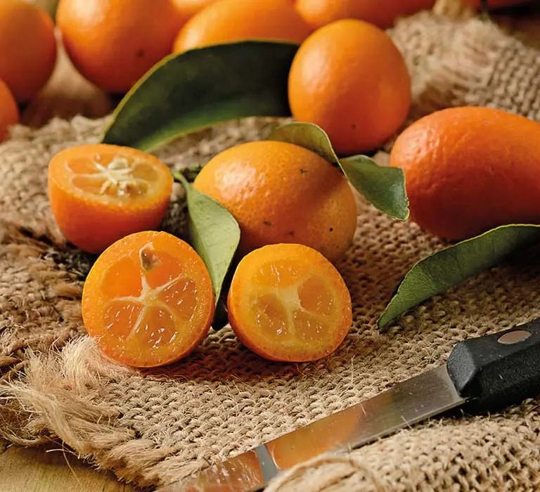 maggi-kochratgeber-kumquat