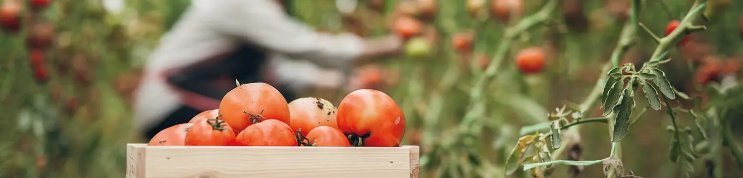 maggi-umweltschutz-tomaten-gepflueckt