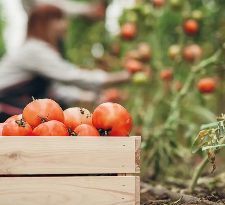 maggi-umweltschutz-tomaten-gepflueckt