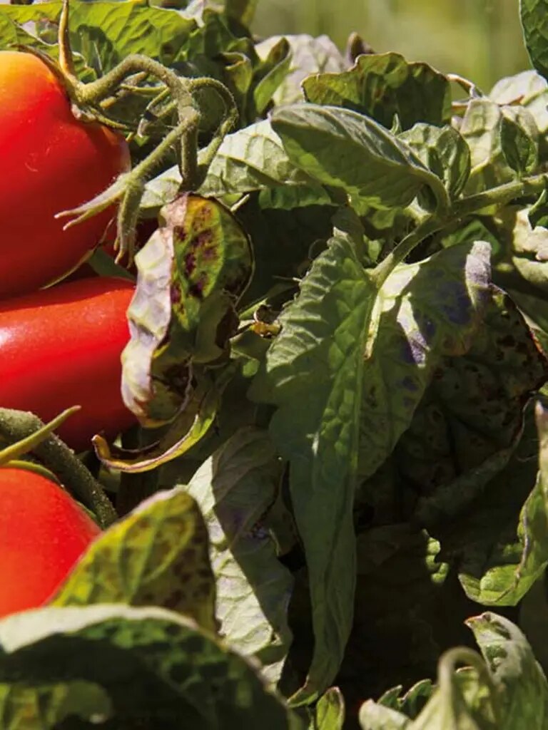 maggi-umweltschutz-tomatenstrauch