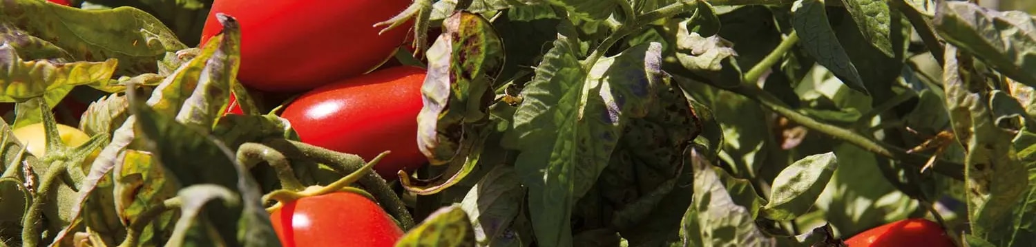 maggi-umweltschutz-tomatenstrauch