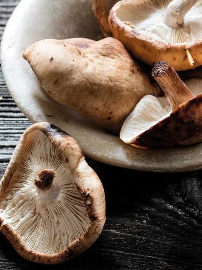 Shiitake