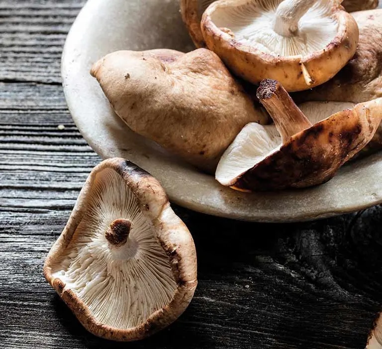 Shiitake