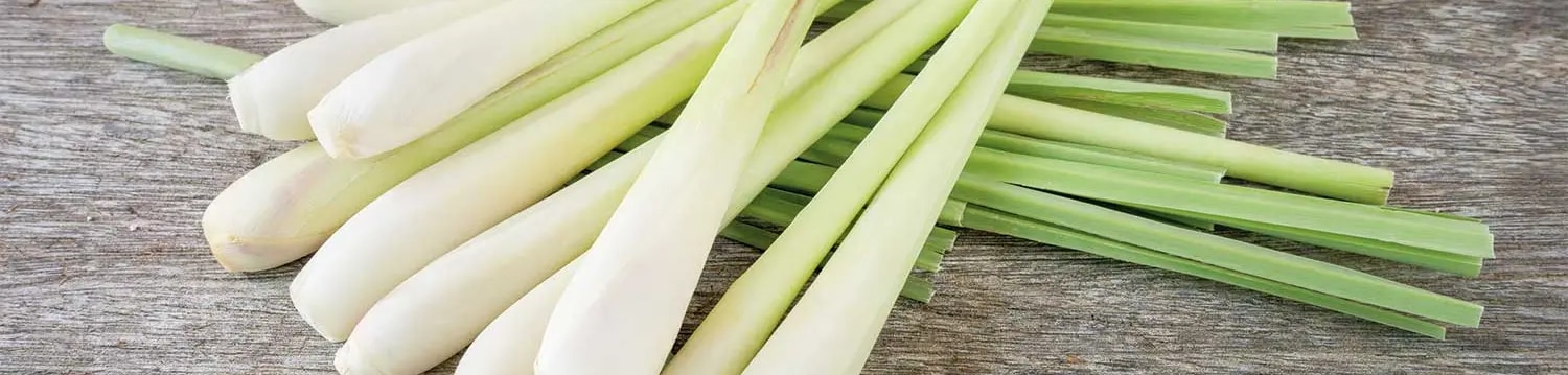 Maggi Kochratgeber Header Zitronengras