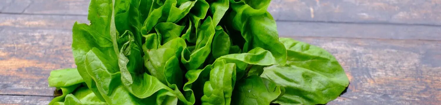 Maggi Kochratgeber Header Kopfsalat