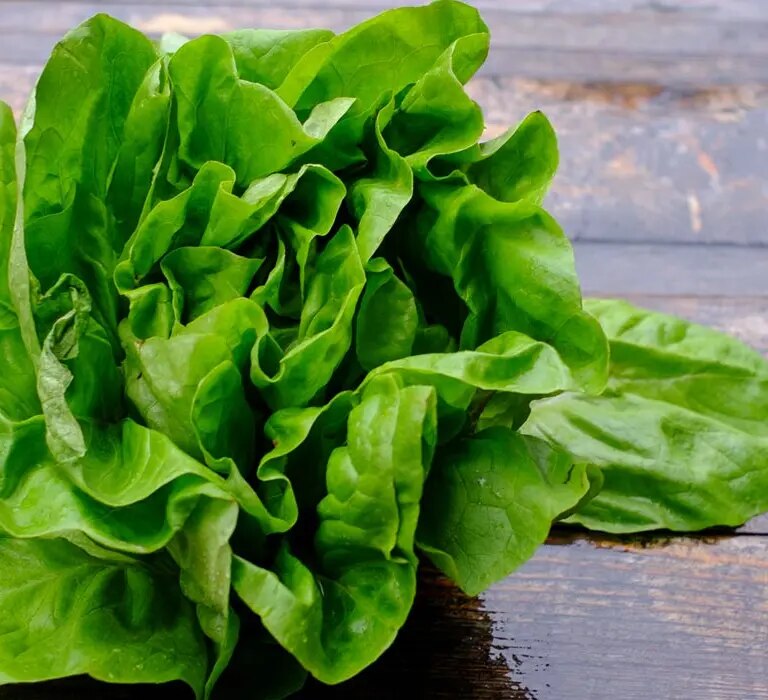 Maggi Kochratgeber Header Kopfsalat