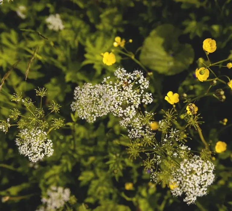 Gierschblume