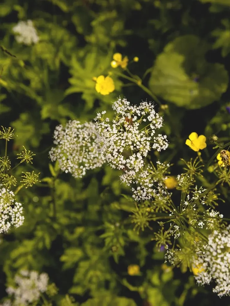 Gierschblume