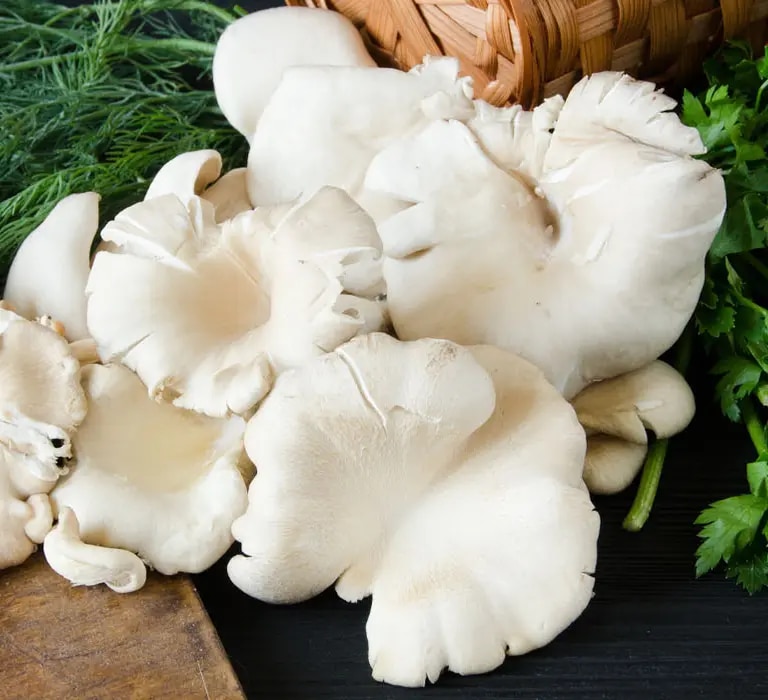 Austernpilze zubereiten: putzen, braten, backen & mehr