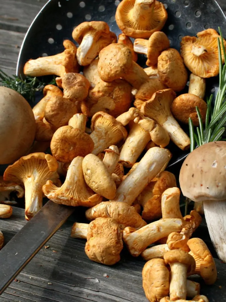 Steinpilze zubereiten