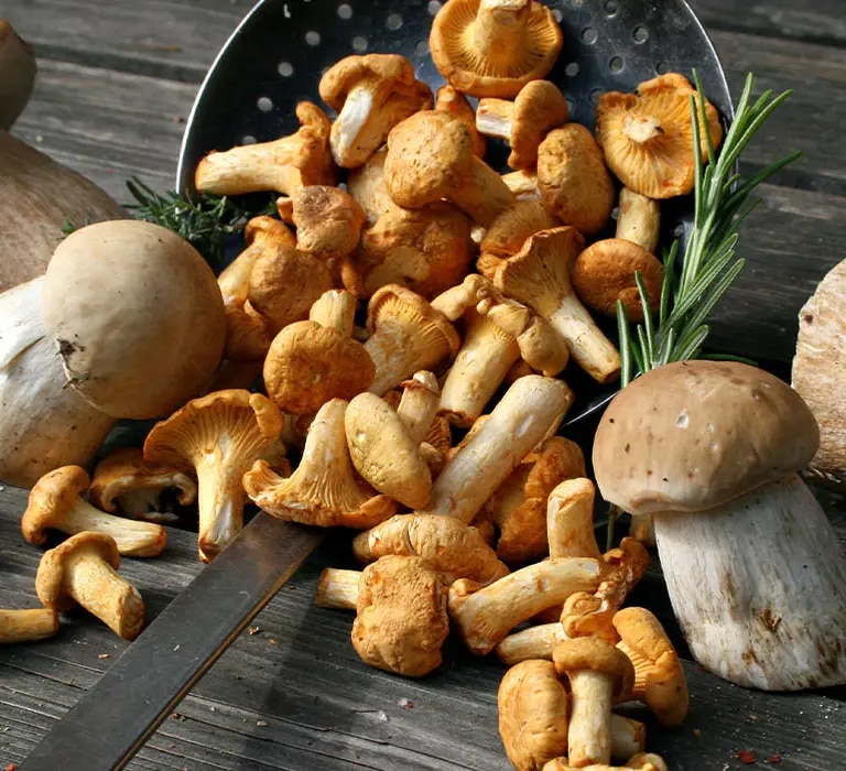 Steinpilze zubereiten