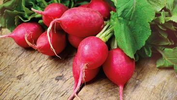 Radieschen