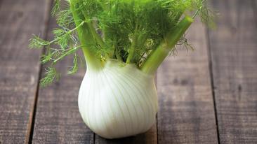 Fenchel
