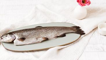 Frischen Fisch aufbewahren