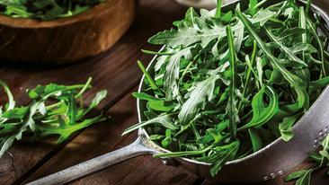 Rucola