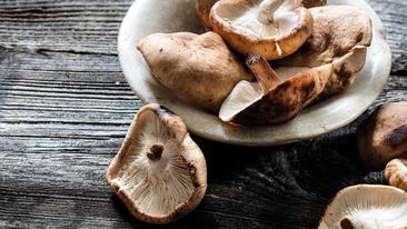 Shiitake-Pilze: wie man sie richtig zubereitet