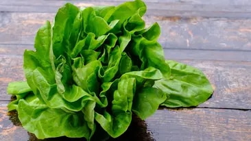 Kopfsalat