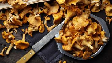 Pfifferlinge zubereiten: Tipps und Tricks von MAGGI