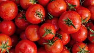 Tomaten