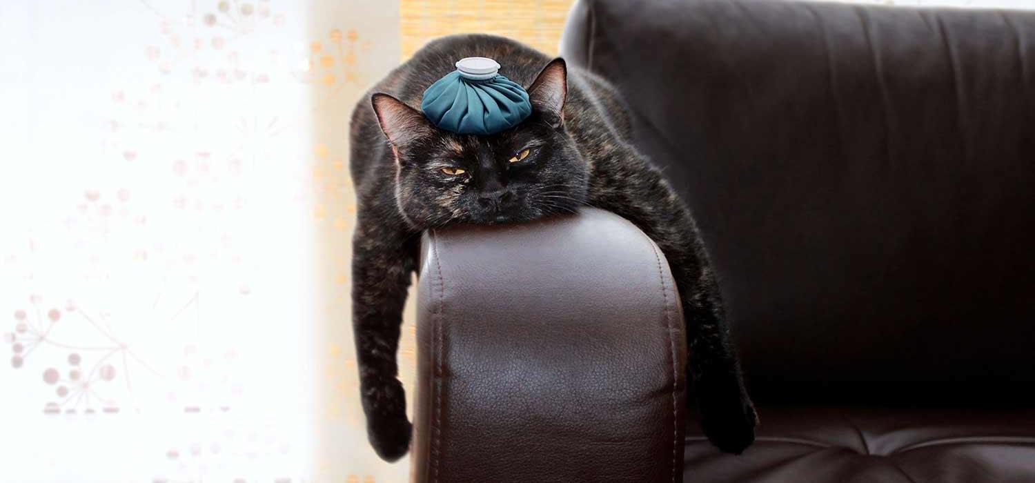 Katze mit Kühlbeutelauf Kopf