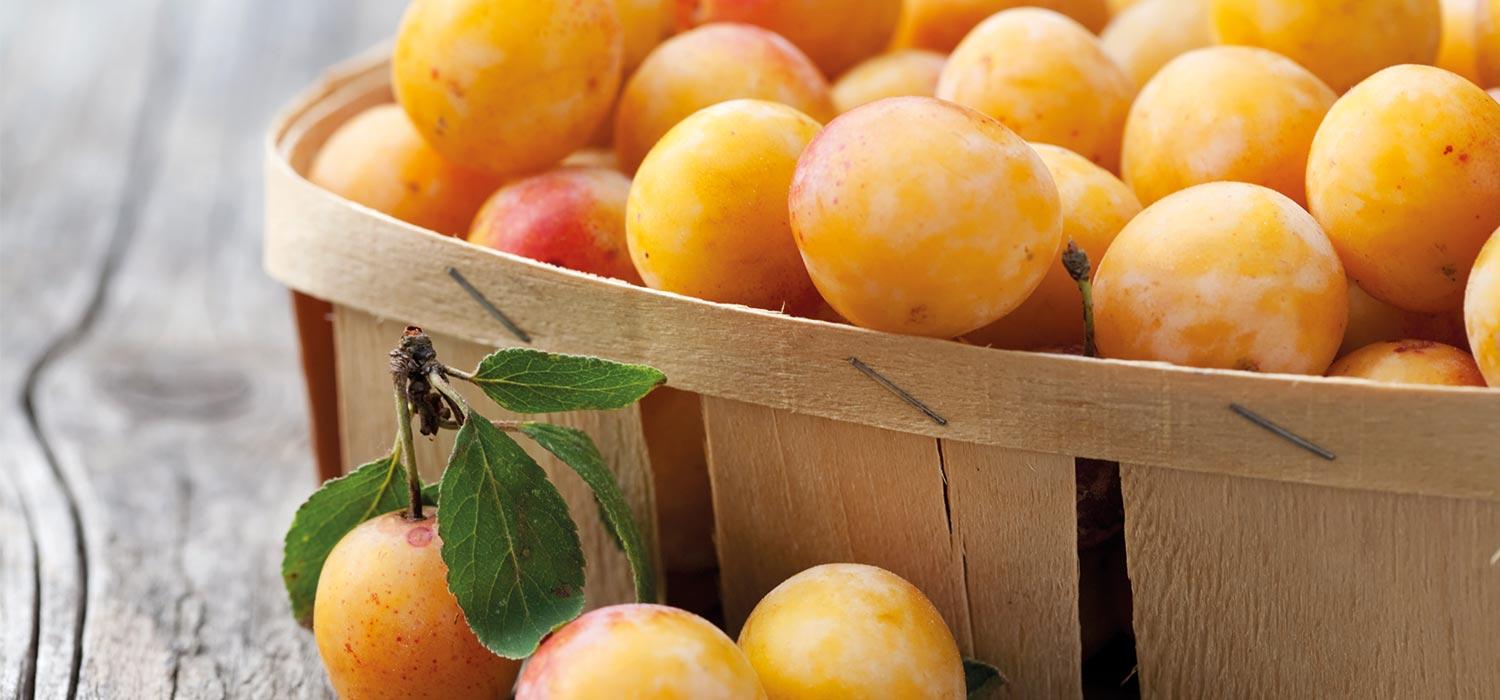 maggi kochratgeber mirabellen