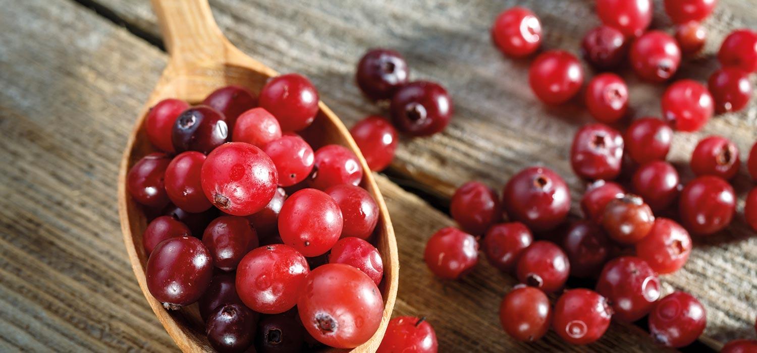 maggi kochratgeber preiselbeere