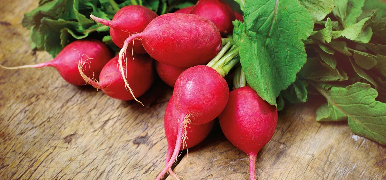 maggi kochratgeber radieschen