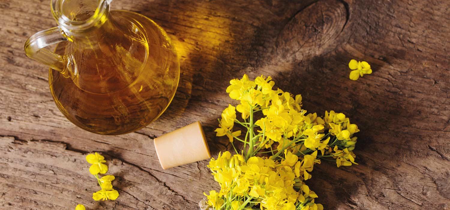 maggi kochratgeber rapsoel