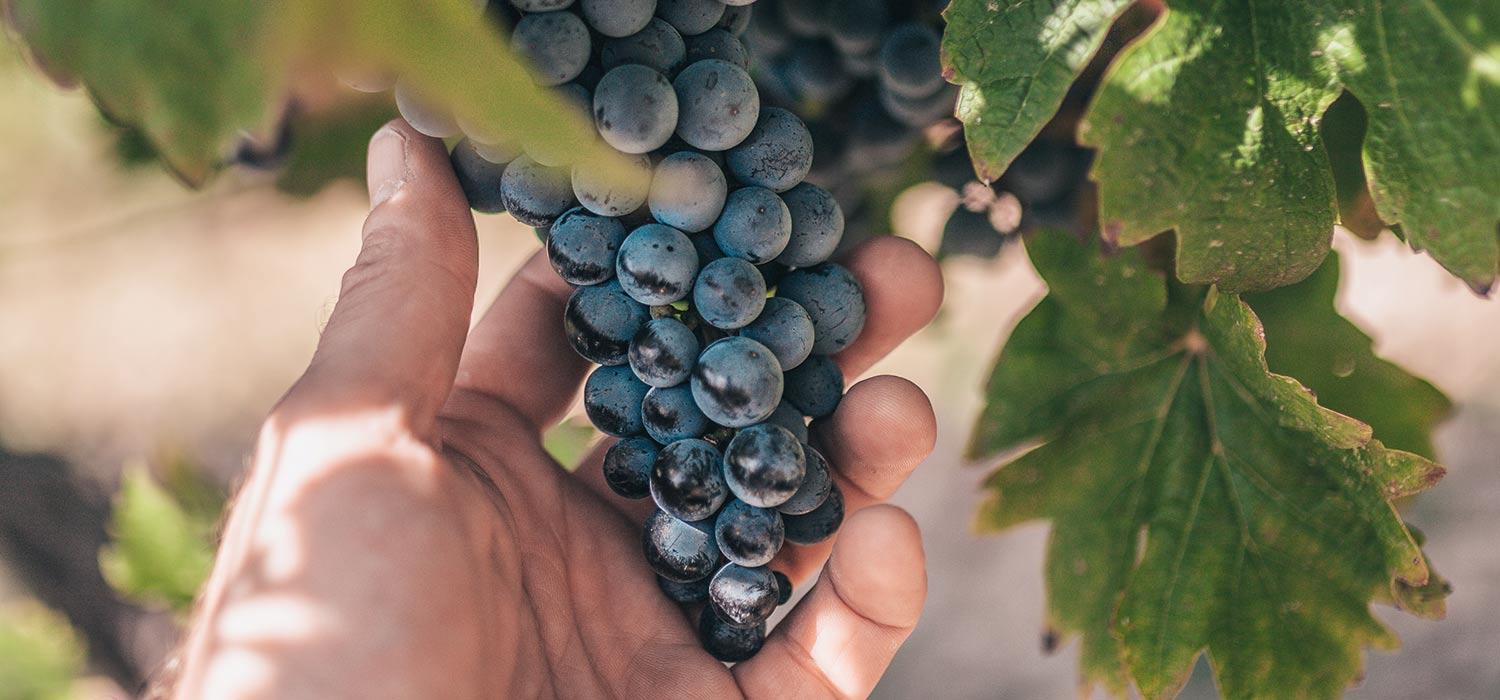 maggi-artikel-deutscher-wein-trifft-moderne-kueche-header