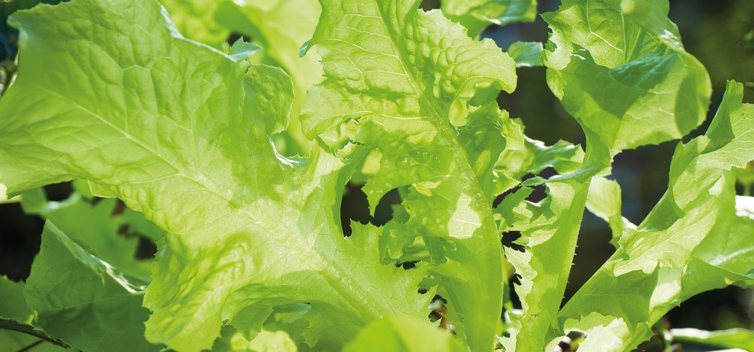 maggi-kochratgeber-eichblattsalat