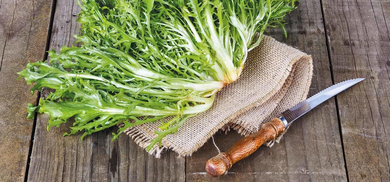 maggi-kochratgeber-endivie