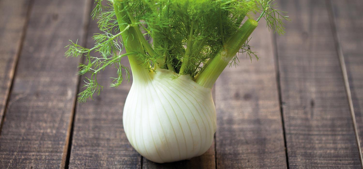 maggi-kochratgeber-fenchel