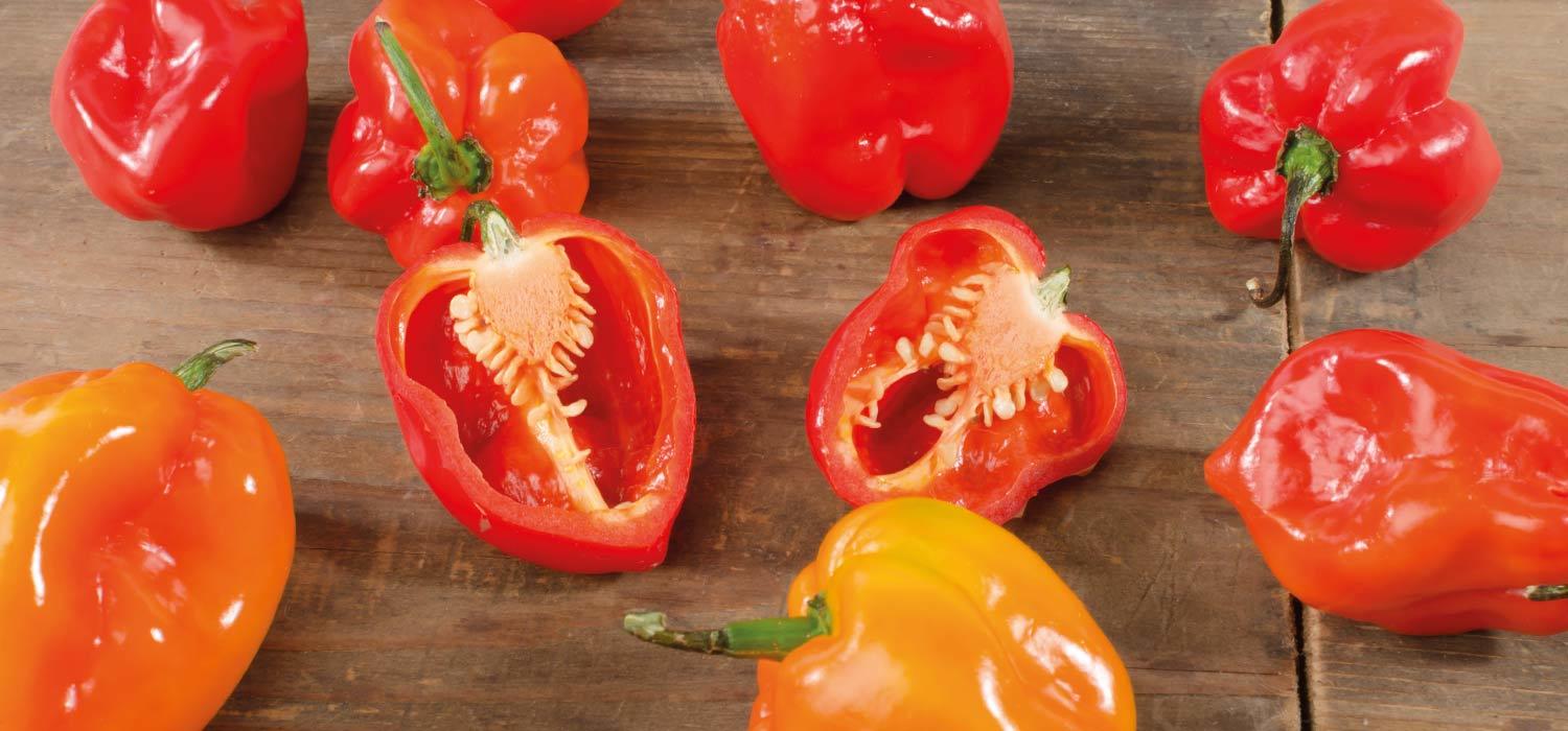 Habanero Chilis