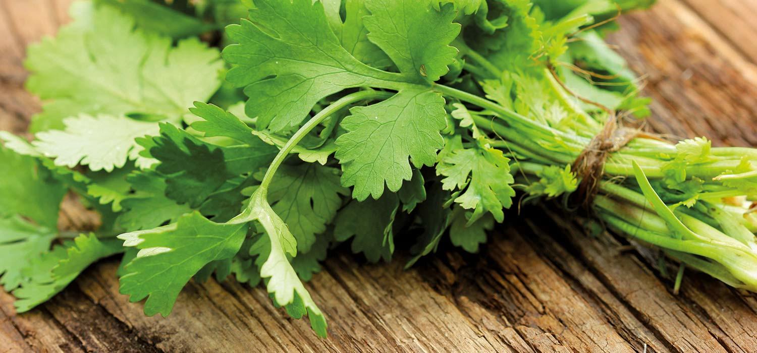 maggi kochratgeber koriander