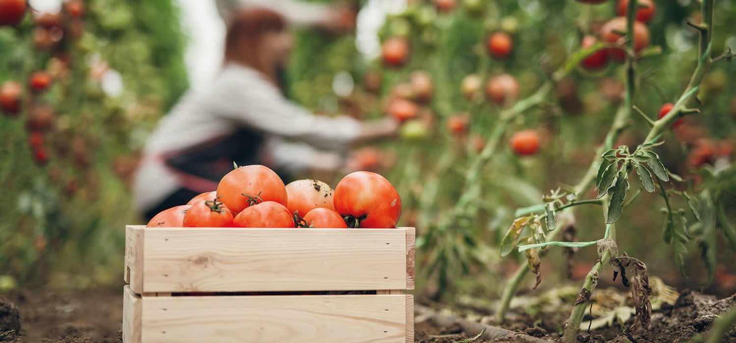 maggi-umweltschutz-tomaten-gepflueckt