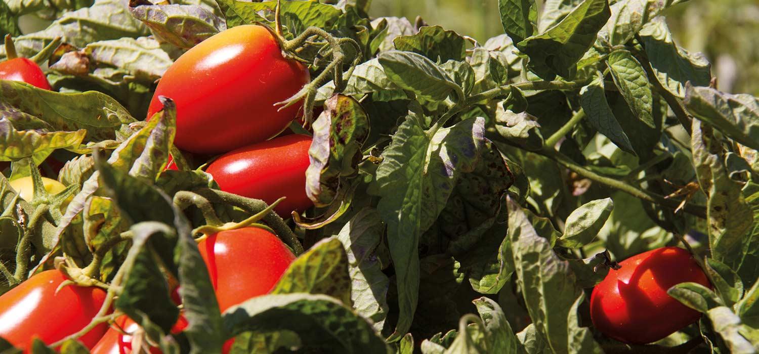 maggi-umweltschutz-tomatenstrauch