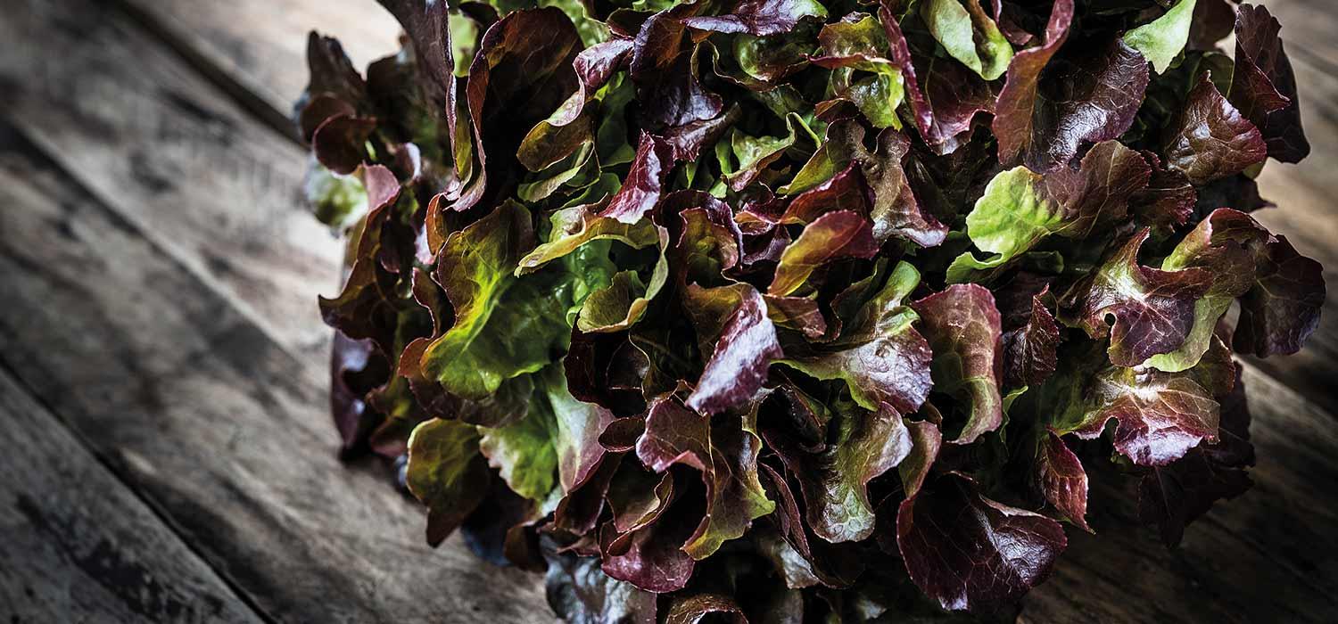 Maggi Kochratgeber Header Lollo Rosso