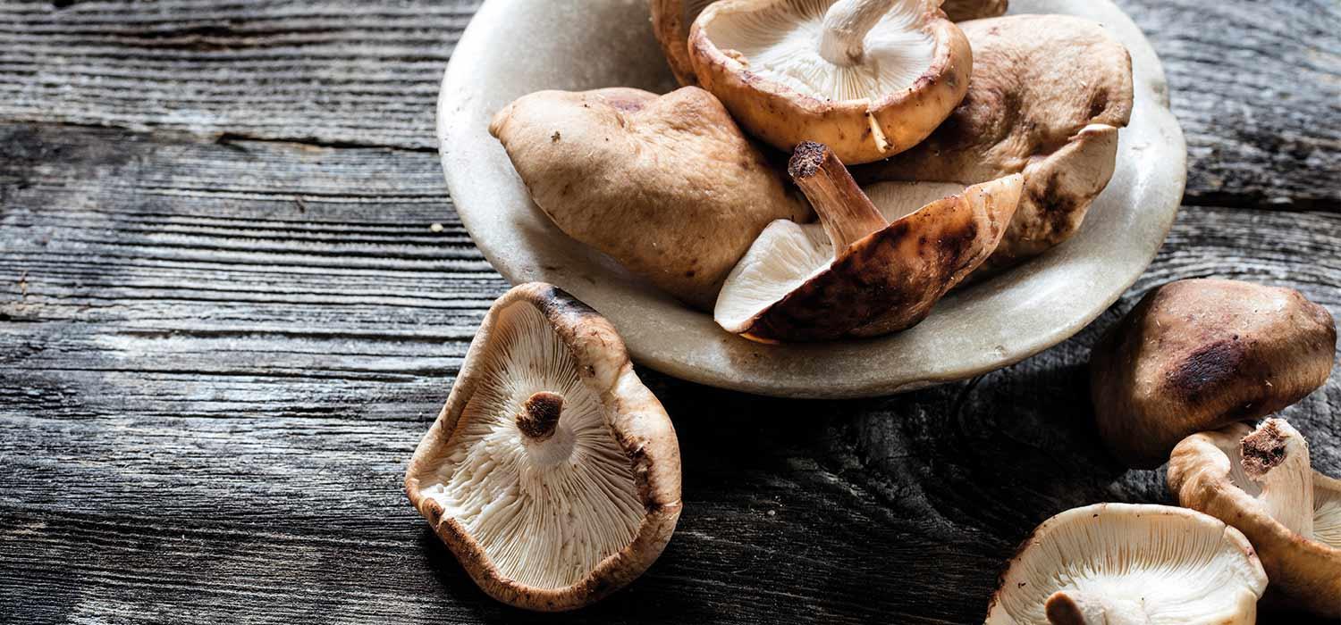 Shiitake