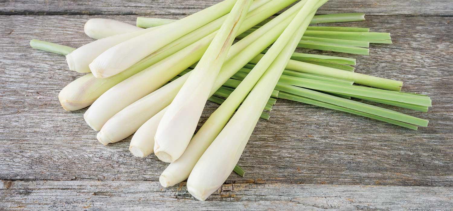 Maggi Kochratgeber Header Zitronengras