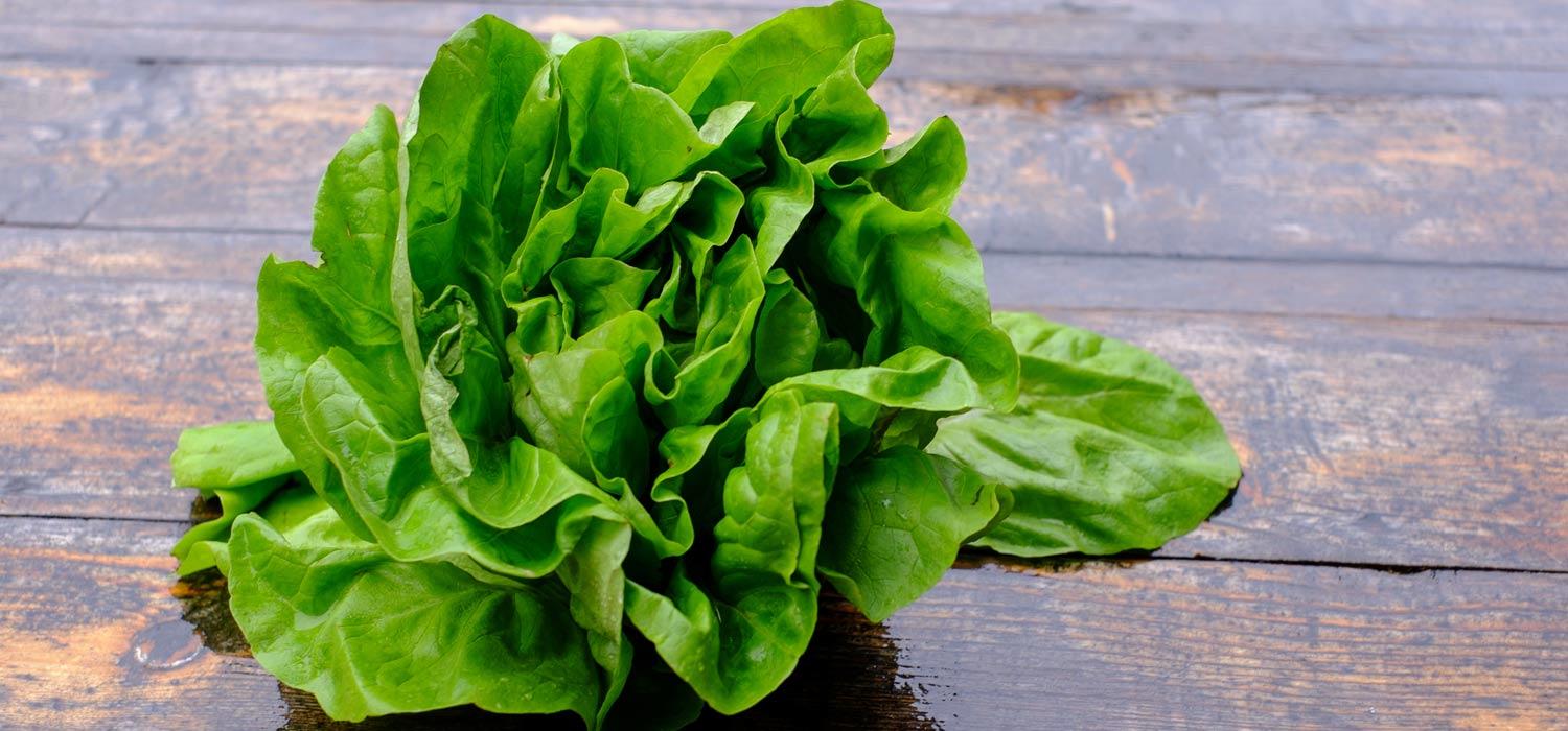 Maggi Kochratgeber Header Kopfsalat