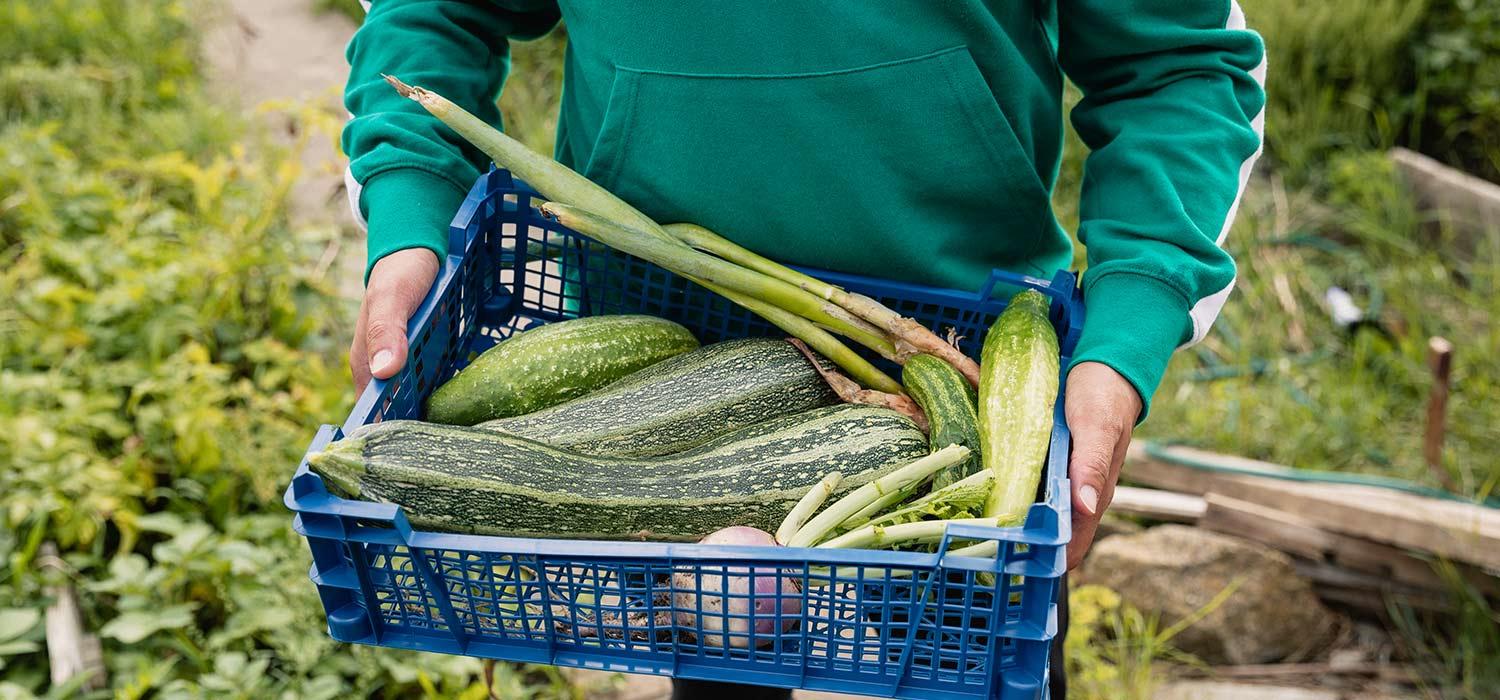 Maggi Magazin Zucchinirezepte 