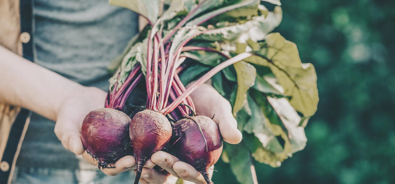 Maggi Rote Bete Rezepte