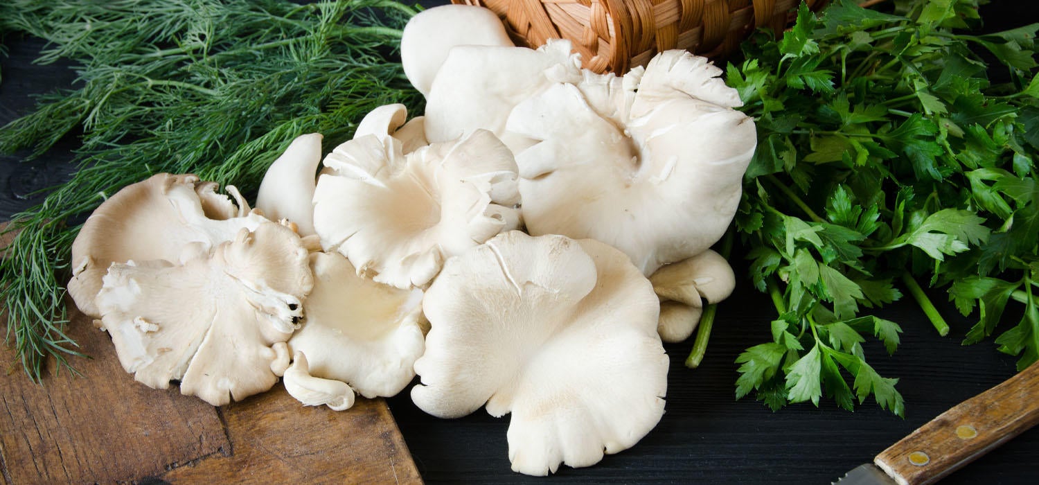Austernpilze zubereiten: putzen, braten, backen & mehr